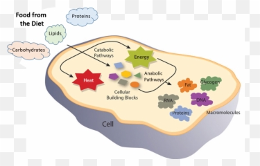 Chapter 1 The Foundations Of Biochemistry U2013 Chemistry Emoji,Create A Emotion Chart Round Arrow
