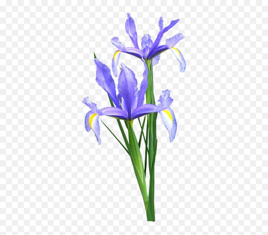 Download Hd Iris Dutch Flowers - Iris Flower Png Emoji,Emojis Dutch