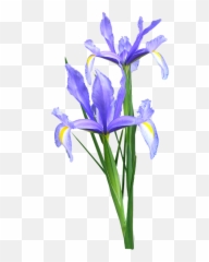 Download Hd Iris Dutch Flowers - Iris Flower Png Emoji,Emojis Dutch