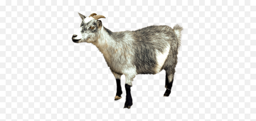 Search Results For Goats Png Hereu0027s A Great List Of Goats Emoji,Emojis Cabra