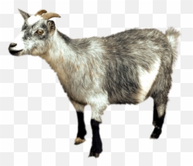 Search Results For Goats Png Hereu0027s A Great List Of Goats Emoji,Emojis Cabra