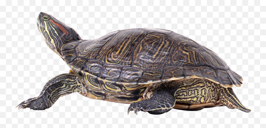 Sea Turtle Png Pic Png Mart Emoji,Turtle Emojis