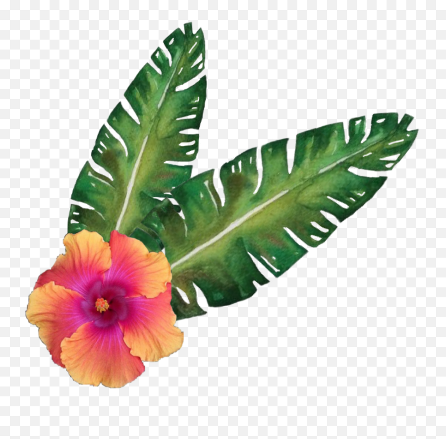 Hibiscus Flower Tropicalflower Sticker - Shoeblackplant Emoji,Tropical Flower Emoji