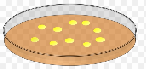 Petri Dish With Colonies - Bacteria In Petri Dish Clipart Emoji,Petri Dish Emoji
