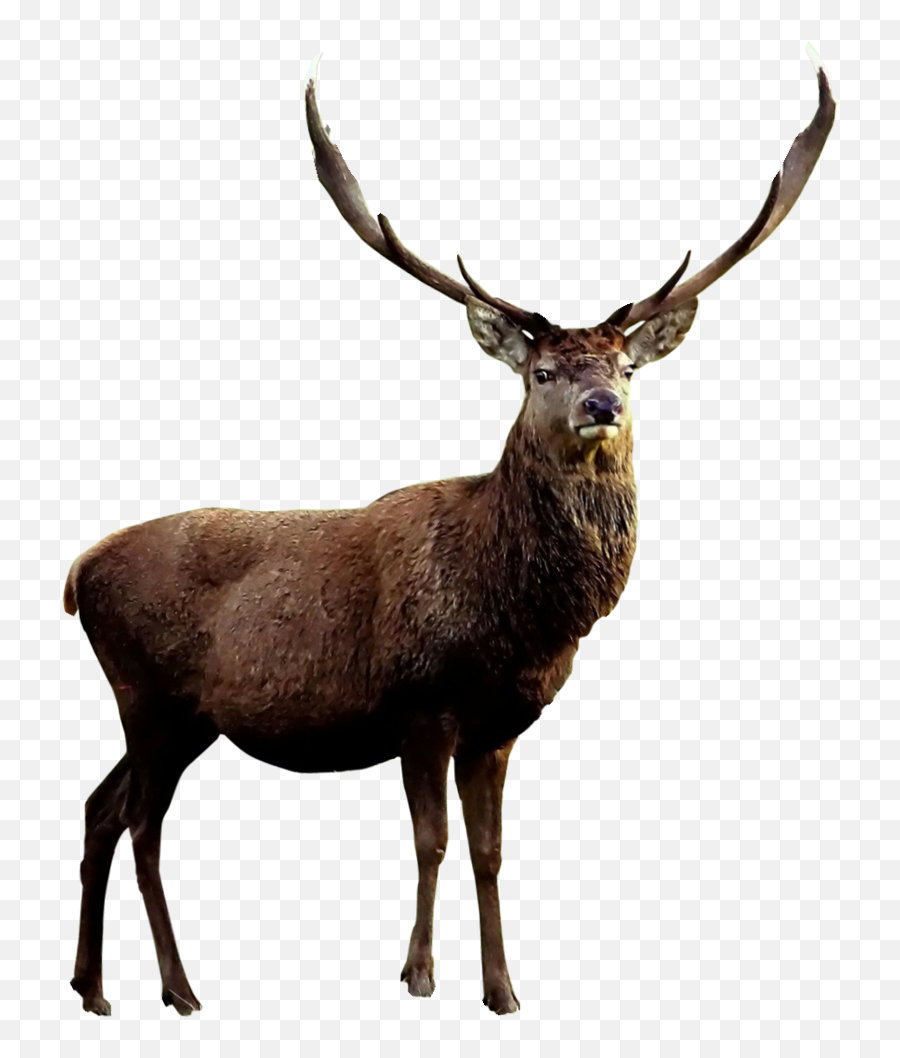 Deer Elk Reindeer Terrieasterly Sticker - Transparent Background Elk Transparent Emoji,Elk Emoji