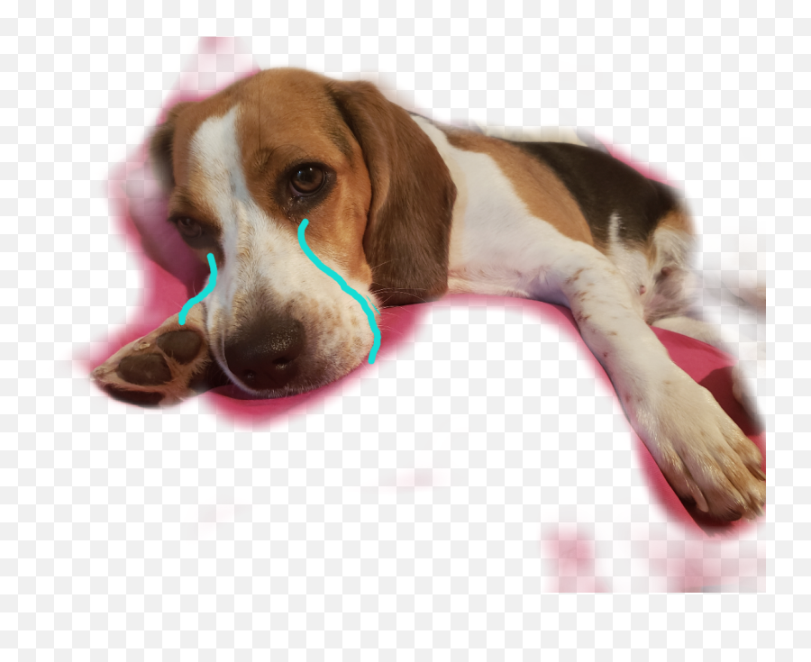 Collection Of Free - Basset Hound Emoji,Basset Hound Emoji