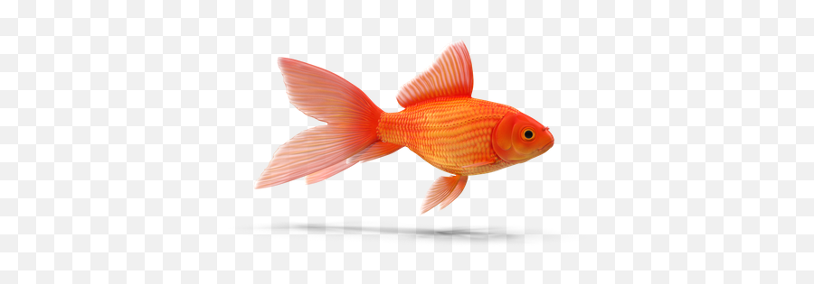 Pet 3d Illustrations Designs Images Vectors Hd Graphics - Goldfish Emoji,Pet Emoji Psd