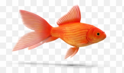 Pet 3d Illustrations Designs Images Vectors Hd Graphics - Goldfish Emoji,Pet Emoji Psd