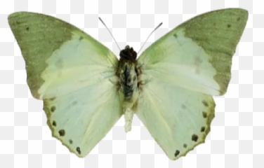 Green U0026 White Aesthetic By Pineappleee Telegram Stickers Emoji,Green Emoji Aesthetic