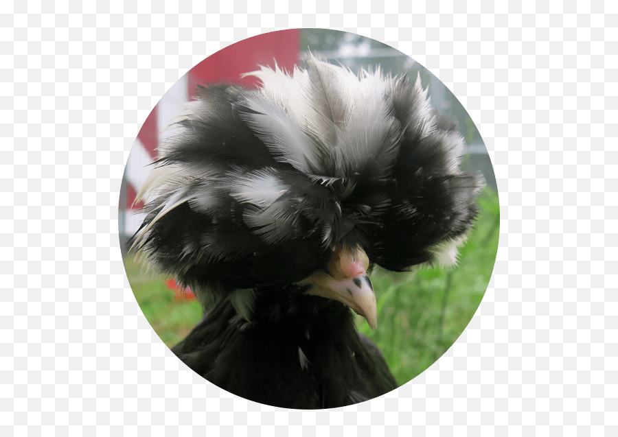 Meet The Animals Goronson Farm - Polish Chicken Emoji,Chicken Emotions