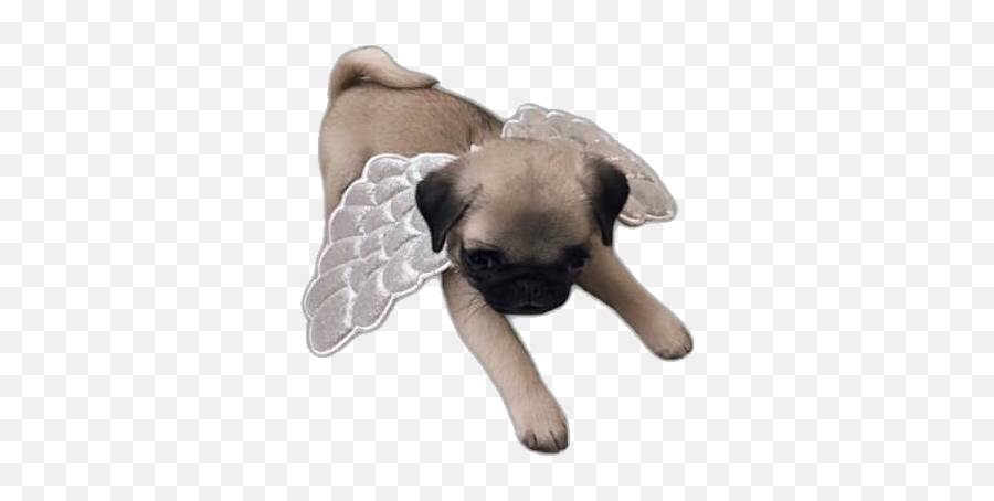 Puppy Dogs Dog Angel Pug Pugs Sticker By U2014megu200d - Pug Emoji,Dog Breed Emojis