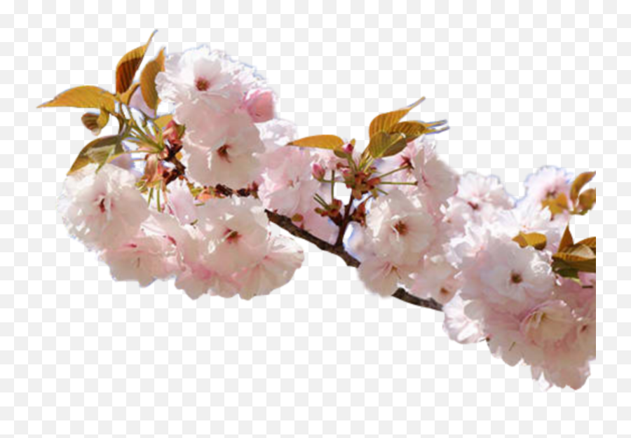Flower Pink Cherry Nature Sticker By - Aesthetic Pictures Png Nature Emoji,Cherry Blossom Emoji