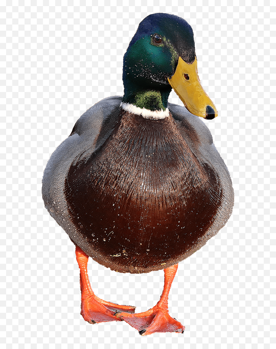 Waterfowl - Transparent Duck Emoji,Drake Bird Emoji