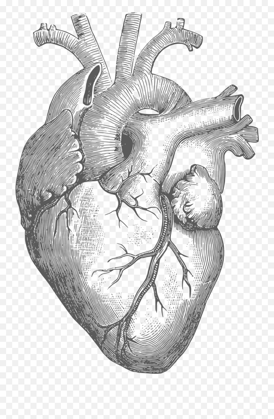 The Heart That Breaks Open - Real Drawing Human Heart Emoji,Line Drawing Heart Emotions