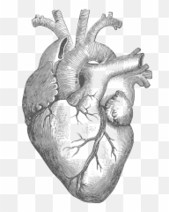 The Heart That Breaks Open - Real Drawing Human Heart Emoji,Line Drawing Heart Emotions