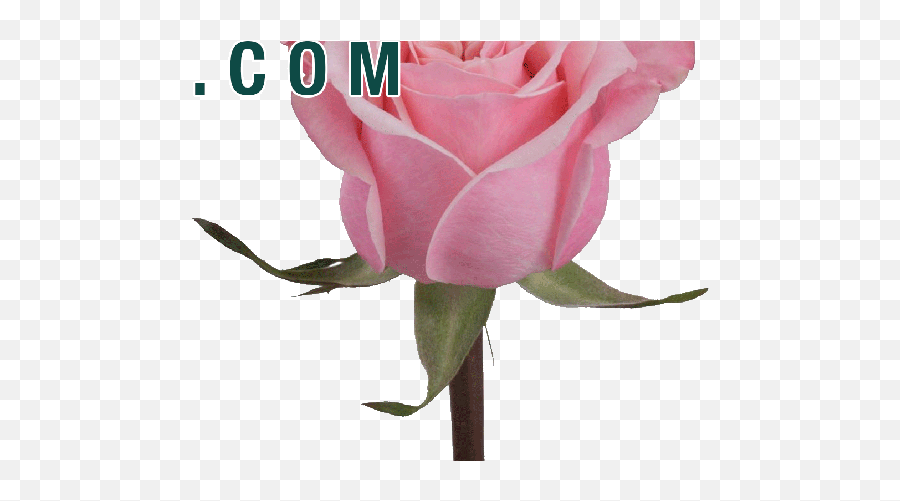 Pink Rose Aob Sticker By Barbarella For Ios Android Giphy - Rose Emoji,Pink Rose Emoji