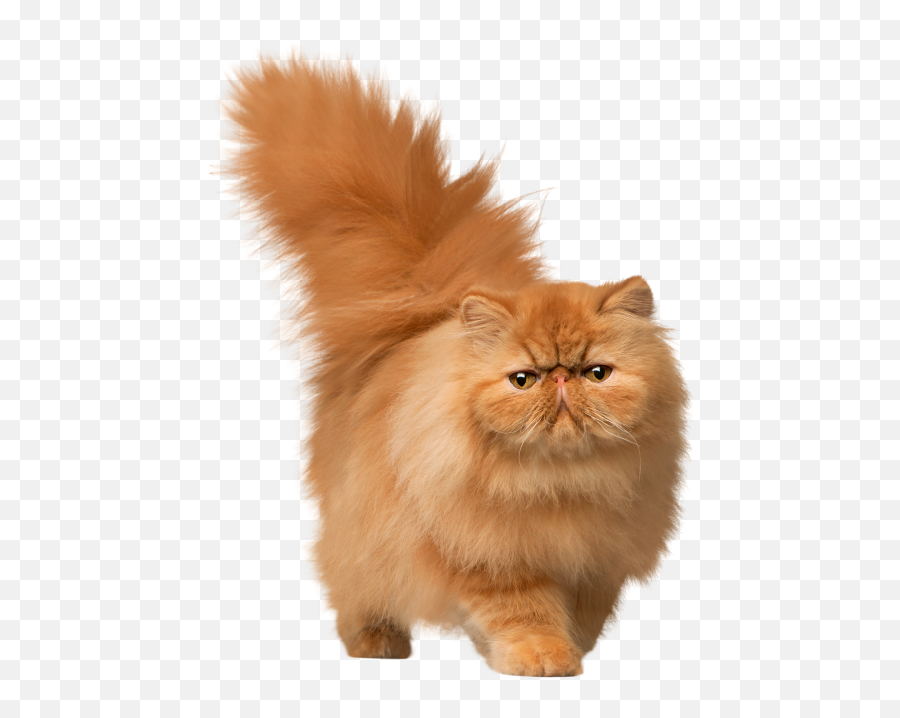Cat Png Transparent Image - Freepngdesigncom Transparent Transparent Background Cat Png Emoji,Cat Dog Face Emojis