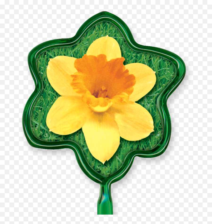 All Shapes - Bentcil Primrose Emoji,Emoticon Daffodil