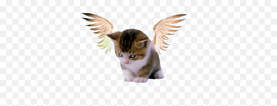 Angel Kitten Psd Psd Free Download Templates U0026 Mockups - Baby Cute Cat Angel Cute Cats Emoji,Free Cute Kittenl Emoticons