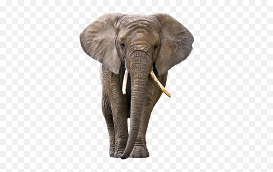 Download Elephant Free Png Transparent Image And Clipart - Elephant Png Emoji,Elephants Emoji