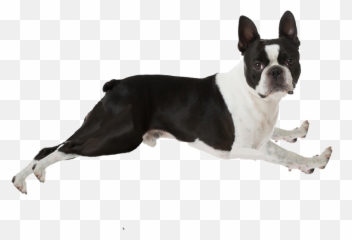 Politalcorrect Plssssss Auwuwu Twitter Emoji,Laughing Bulldog Emoji Png