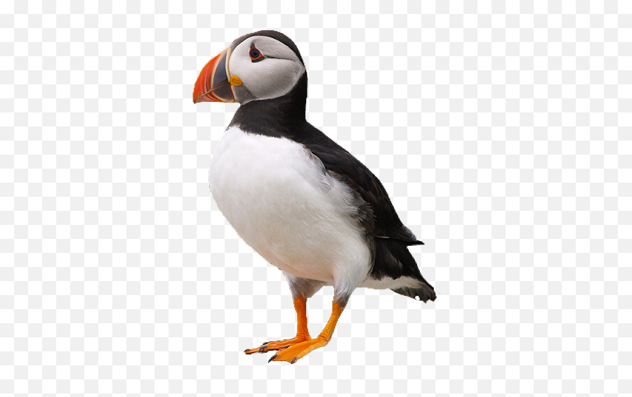 Puffin Bird Pngs Png - Puffin Png Emoji,Puffin Emoji