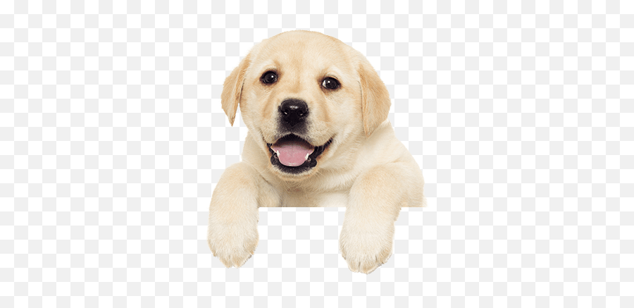 Dogs And Puppies For Sale In Orlando Florida - Breederu0027s Pick Emoji,Send Your Friends Cute Cream Labrador Retriver Emojis