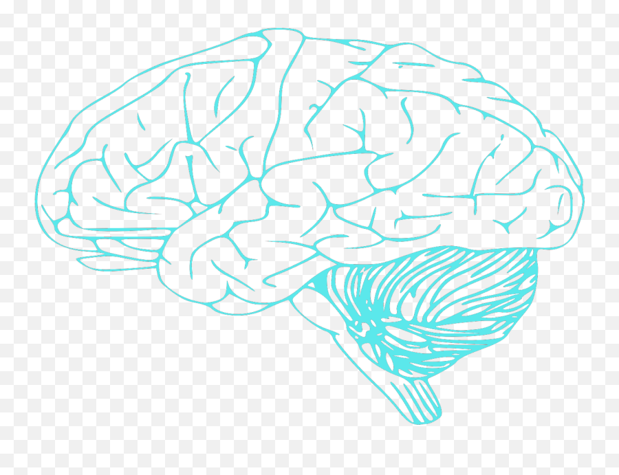 Schizophrenia Disorder En Fitness Gogh Health Mental - Brain Drawing High Resolution Emoji,Schizophrenia & Emotions
