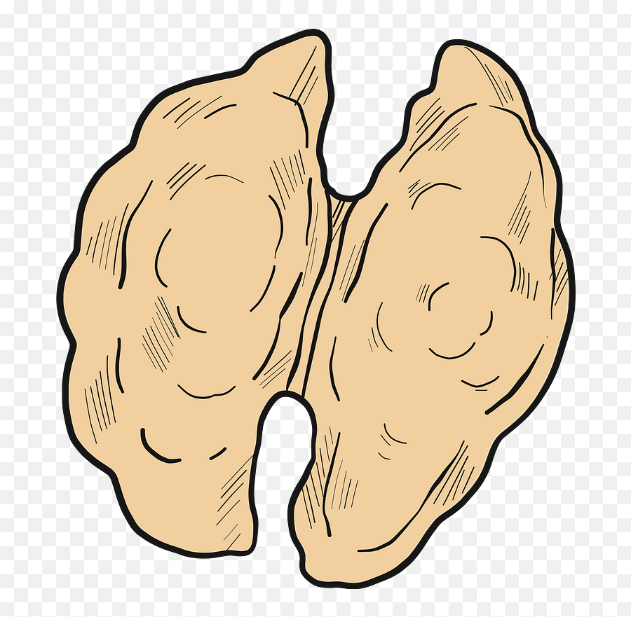 Walnut Clipart - Soft Emoji,Walnut Emoji