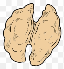 Walnut Clipart - Soft Emoji,Walnut Emoji