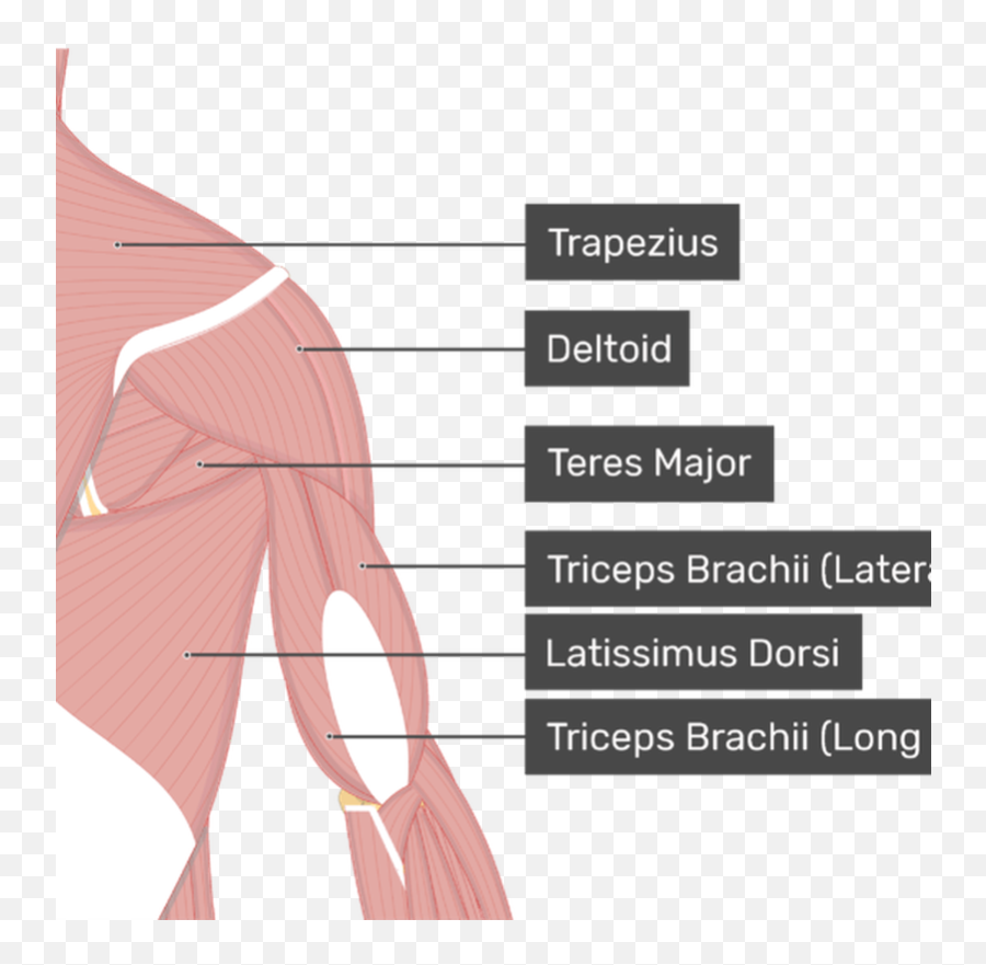 Image Showing Superficial Muscles Of The Back And Posterior Emoji,Muscular Both Arm Emoji