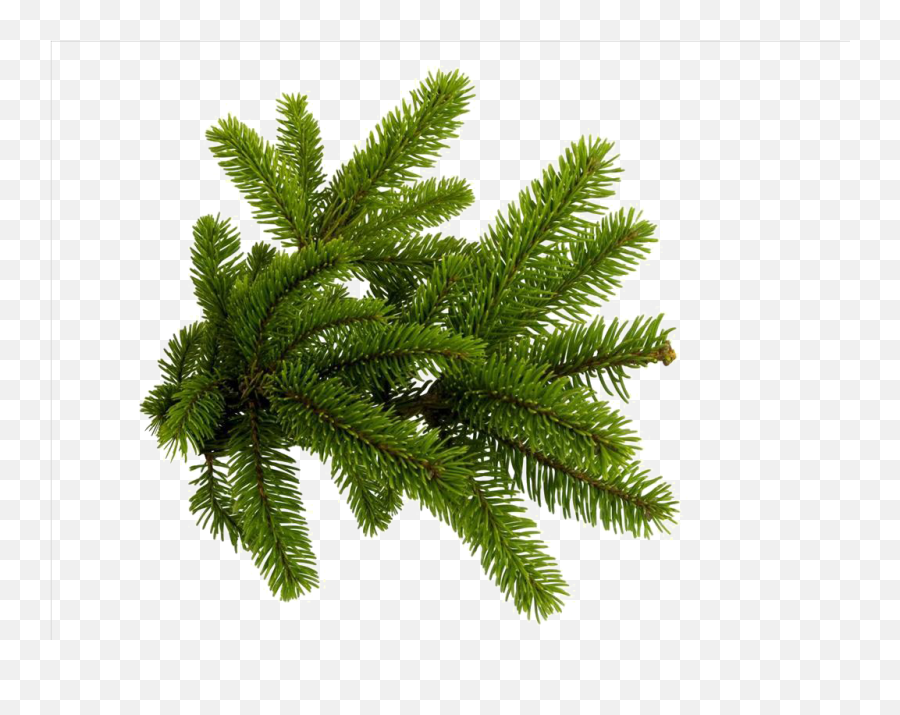 Needle Clipart Pine Tree Needle Pine Tree Transparent Free - Spruce Branch Png Emoji,Needle Arm Emoji