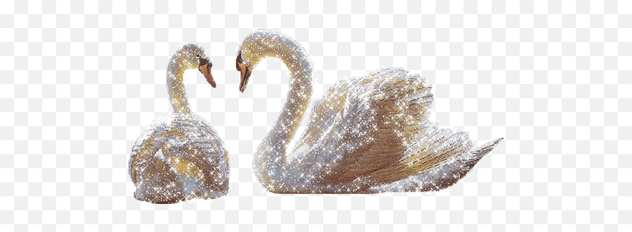 Top Swan Believer Stickers For Android U0026 Ios Gfycat - Animated Transparent Swan Gif Emoji,Is There A Swan Emoji