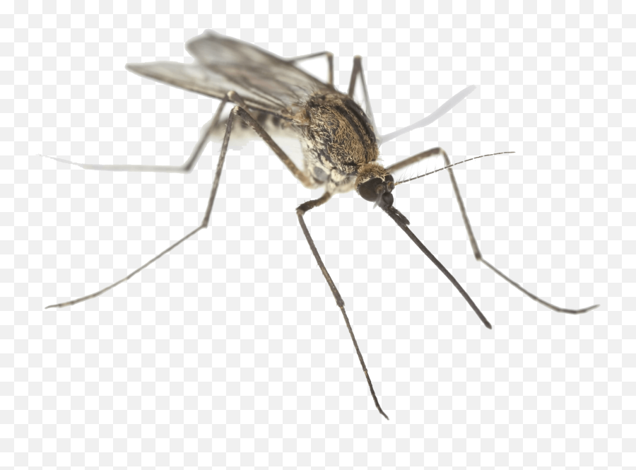 Insectsbugs Quiz - Baamboozle Massachusetts Mosquitoes Emoji,Emoticon Del Miquito