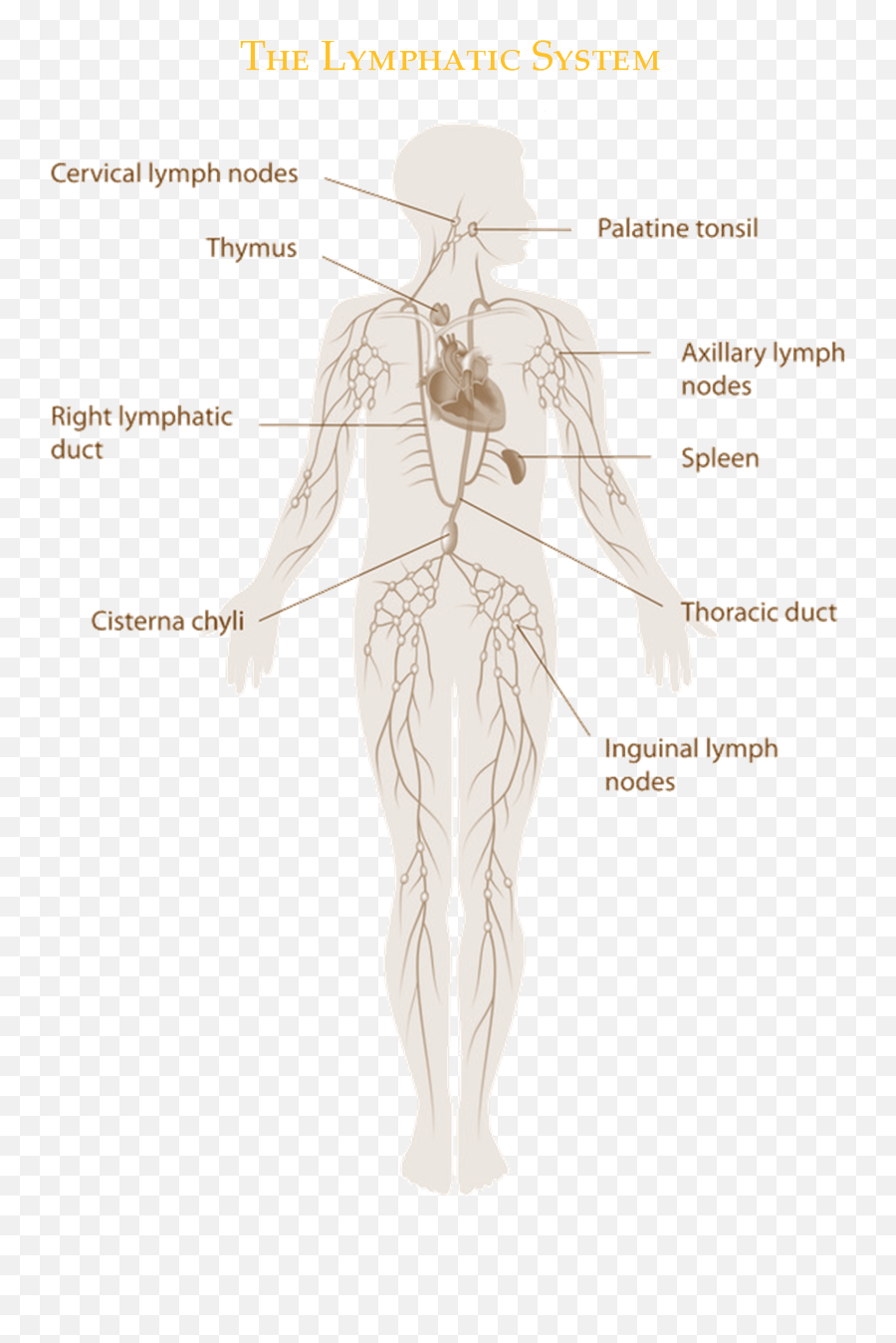 Lymphedema Education And Lymphatic - Standing Emoji,Emotion Code For Lymph System