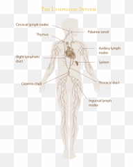 Lymphedema Education And Lymphatic - Standing Emoji,Emotion Code For Lymph System