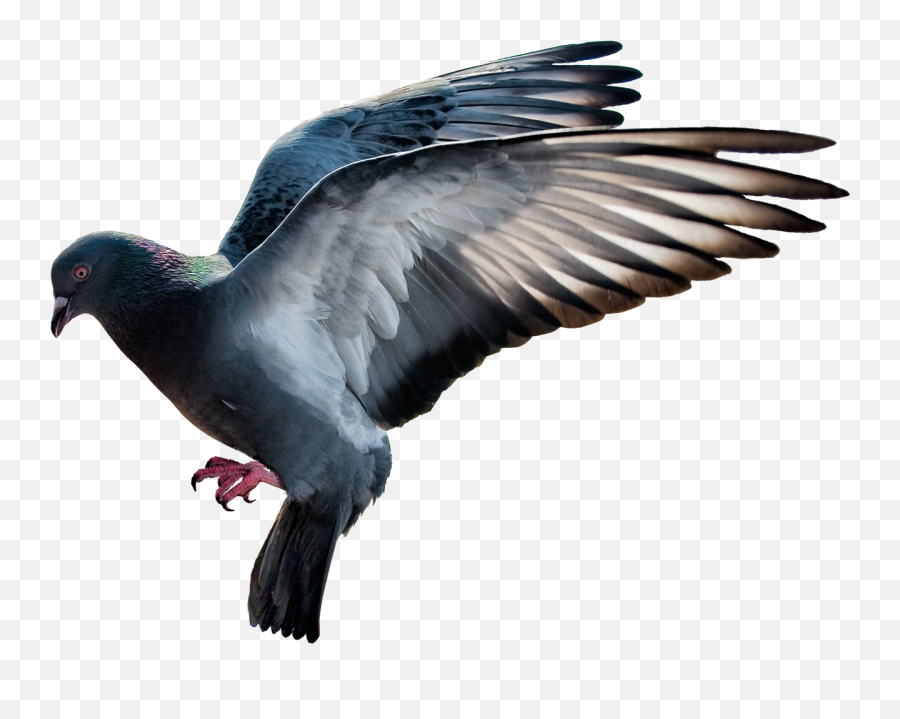 Pigeon Bird Flying Fly Sticker By Rajon Ahmed - Transparent Background Pigeon Png Emoji,Flying Bird Emoji