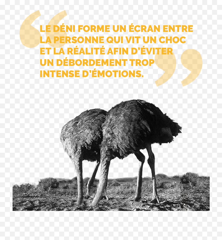 Le Déni Quest - Two Ostriches With Head In Sand Emoji,Qu'est Ce Que Les Emotions En Psycho