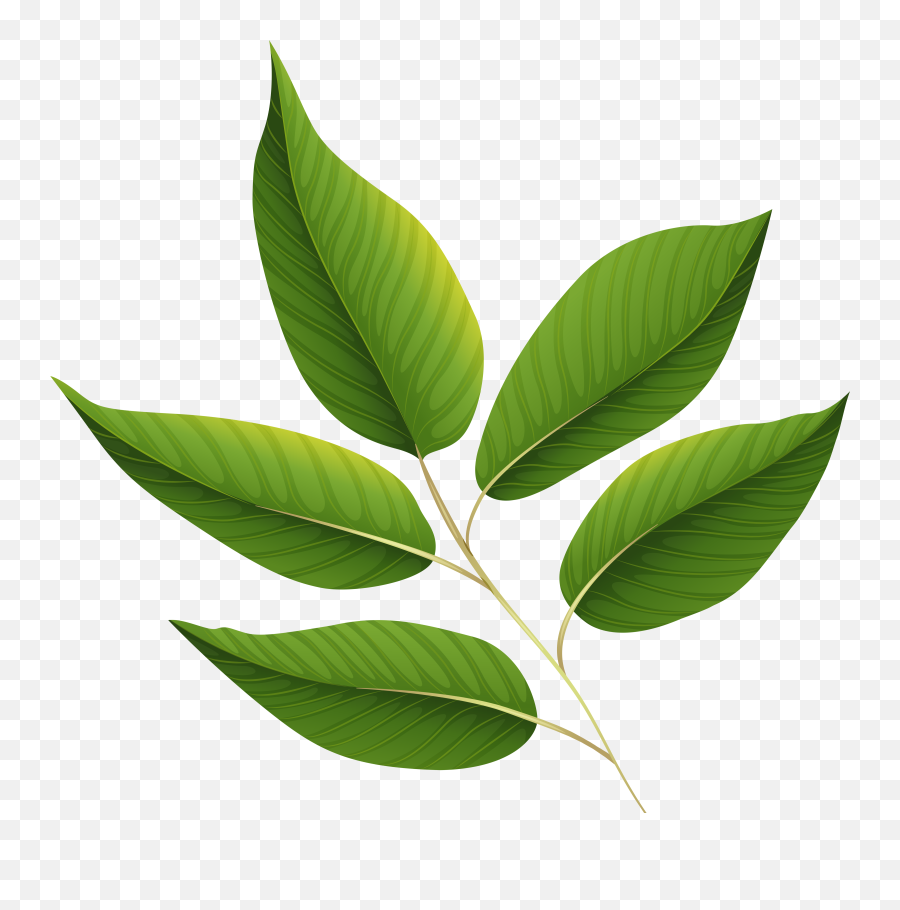 Plant Clipart Herb Plant Herb Emoji,Herb Emoji