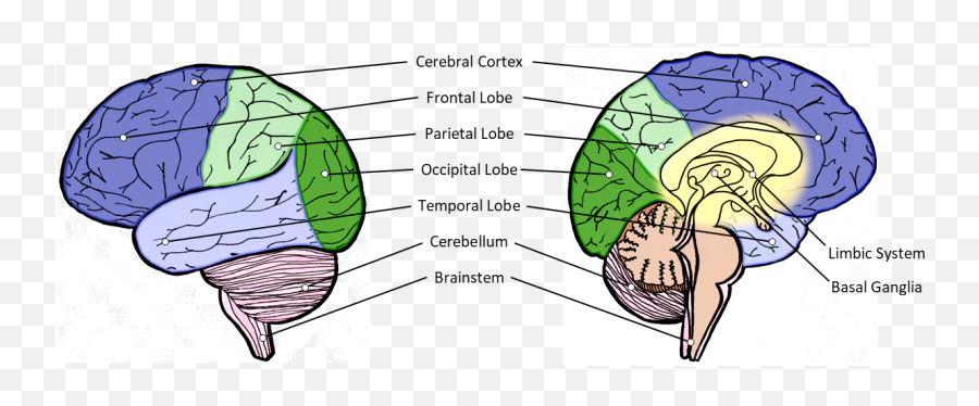 Brain Anatomy - Language Emoji,Frontal Lobe Emotion