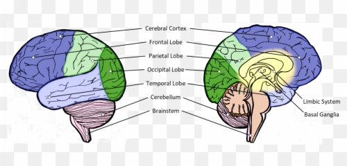 Brain Anatomy - Language Emoji,Frontal Lobe Emotion
