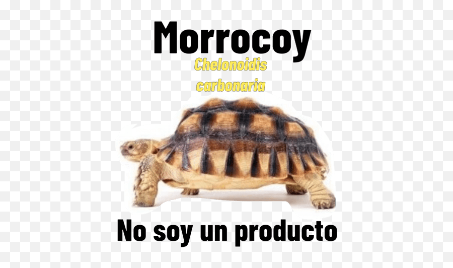 D Mbiodiversidad Emoji,Gopher Emoji