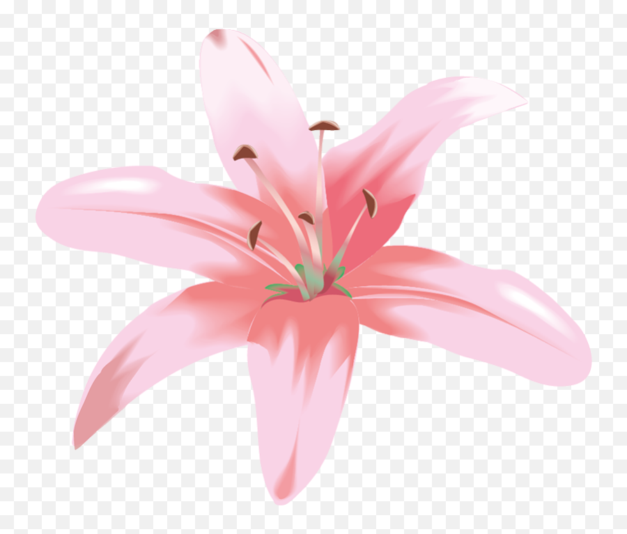 Thumb Image - Lily Flower Vector Png Full Size Png Lili Flower Emoji,Sakura Flower Emoji