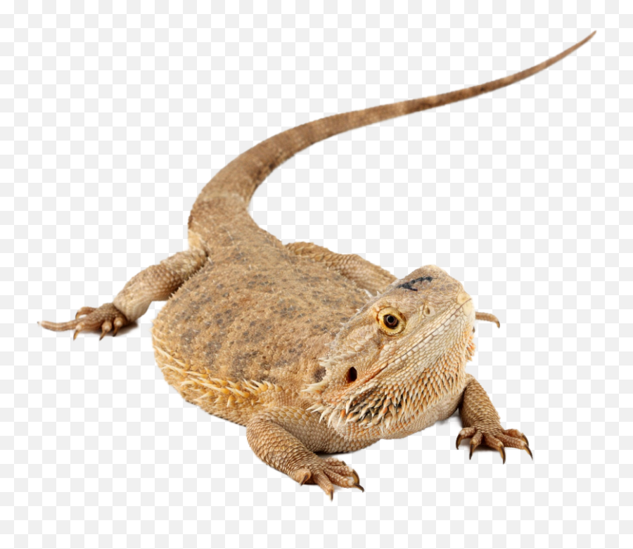 Bearded Dragons - Bearded Dragons Emoji,Do Bearded Dragons Change Color Do To Emotion