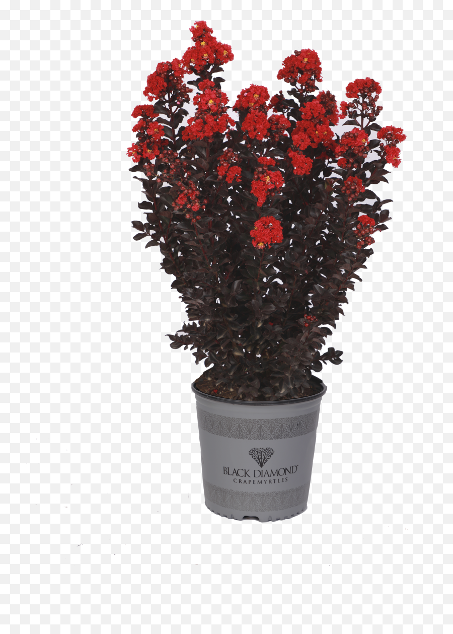 Black Diamond Crapemyrtles Our Plant Collection J Berry - Black Diamond Crimson Crepe Myrtle Emoji,Picture Of Sweet Emotion Abelia In Garden
