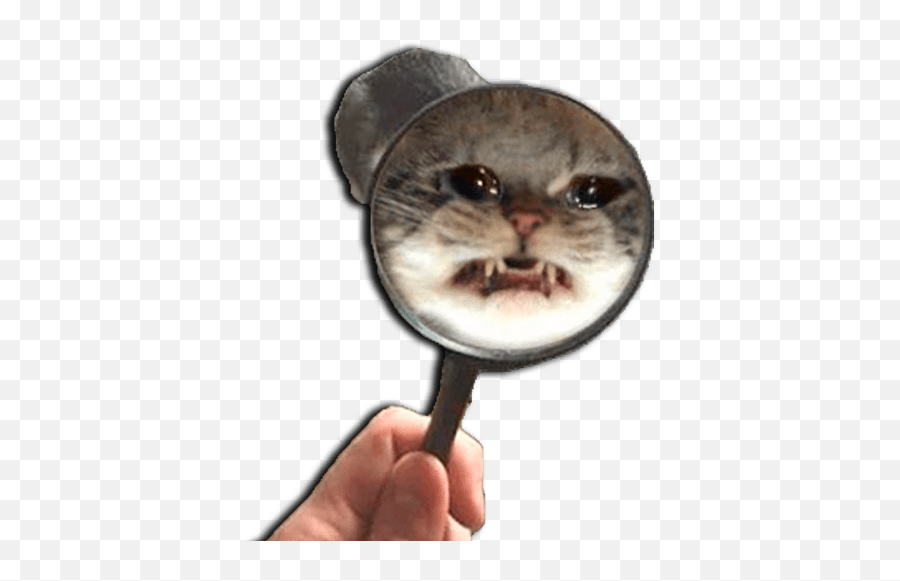 Gatos Llorando - Magnifier Emoji,Emojis Gatitos