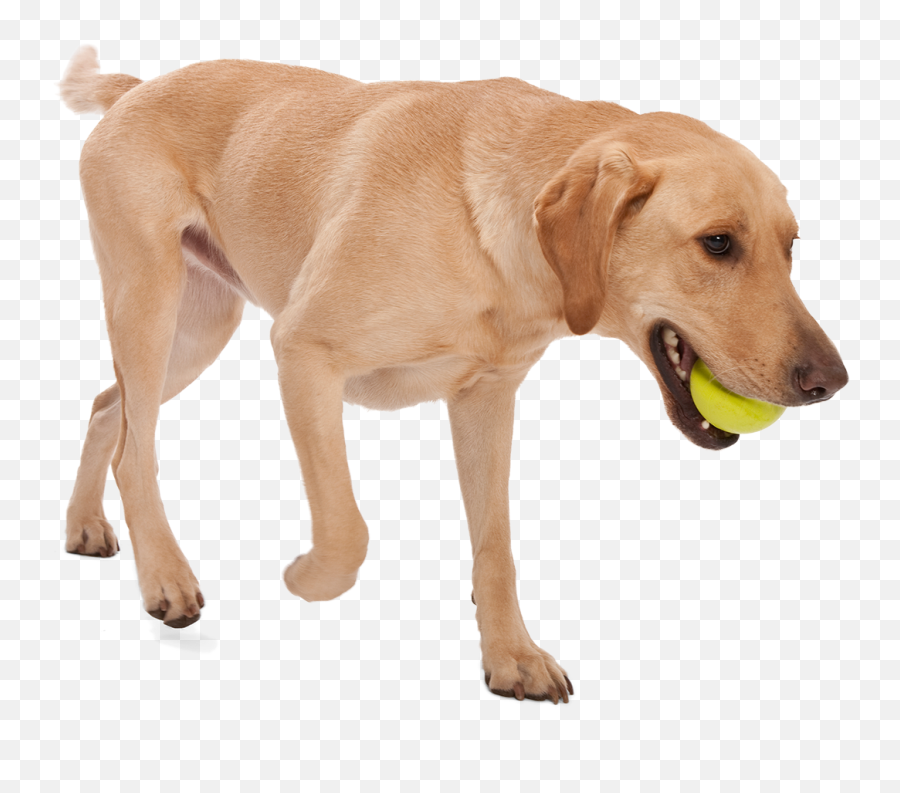 Jive Dog Ball - West Paw West Paw Design Emoji,Dog Dog Heart Emoji Puzzle