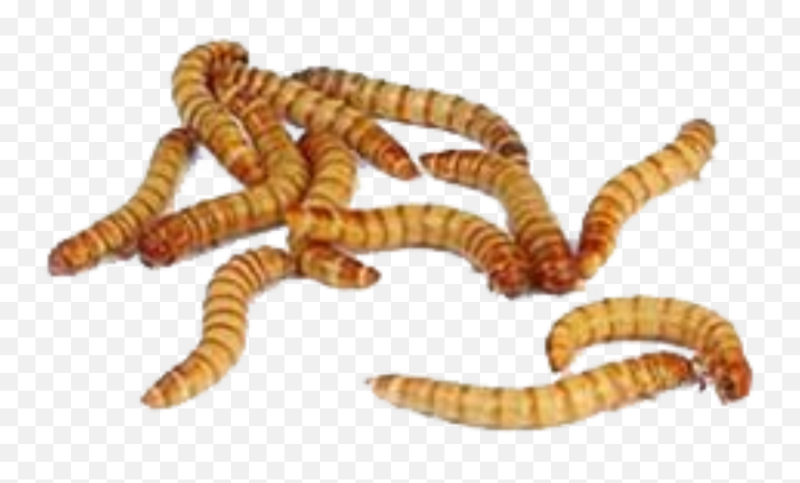The Most Edited - Mealworms Online Emoji,Facebook Emoticon Worm