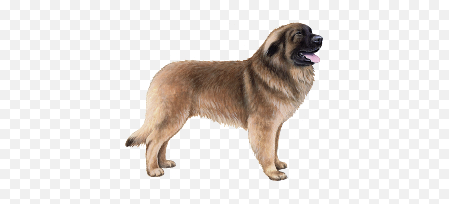 Leonberger Facts - Estrela Mountain Dog Emoji,Caucasian Mountain Shepherd Puppy Emoticon