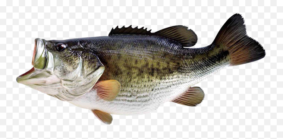 Bass Fish Png - Largemouth Bass Png Emoji,Https://news.google.comlaugh Emoticon